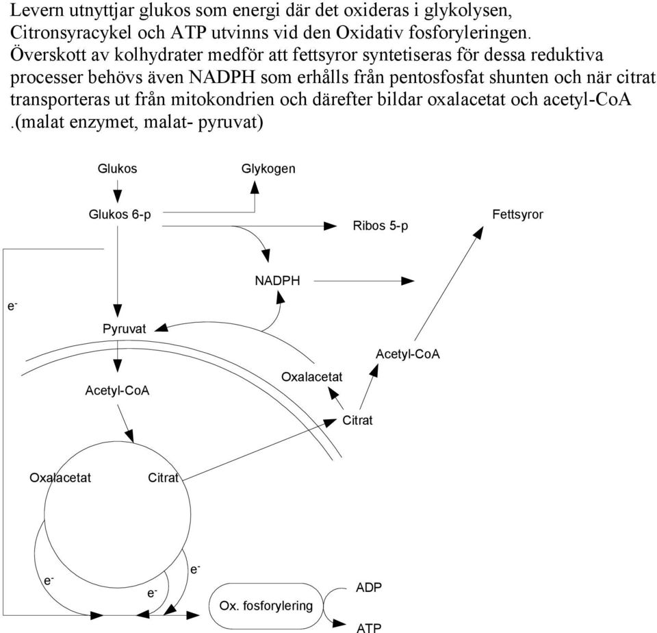 shunten och när citrat transporteras ut från mitokondrien och därefter bildar oxalacetat och acetyl-coa.