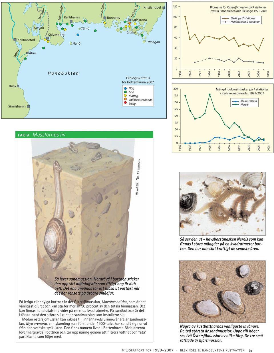 1990 1992 1994 1996 1998 2000 2002 2004 2006 2008 Mängd rovborstmaskar på 4 stationer i Karlskronaområdet 1991-2007 Marenzelleria Nereis 100 75 FAKTA Musslornas liv 50 25 0 1990 1992 1994 1996 1998