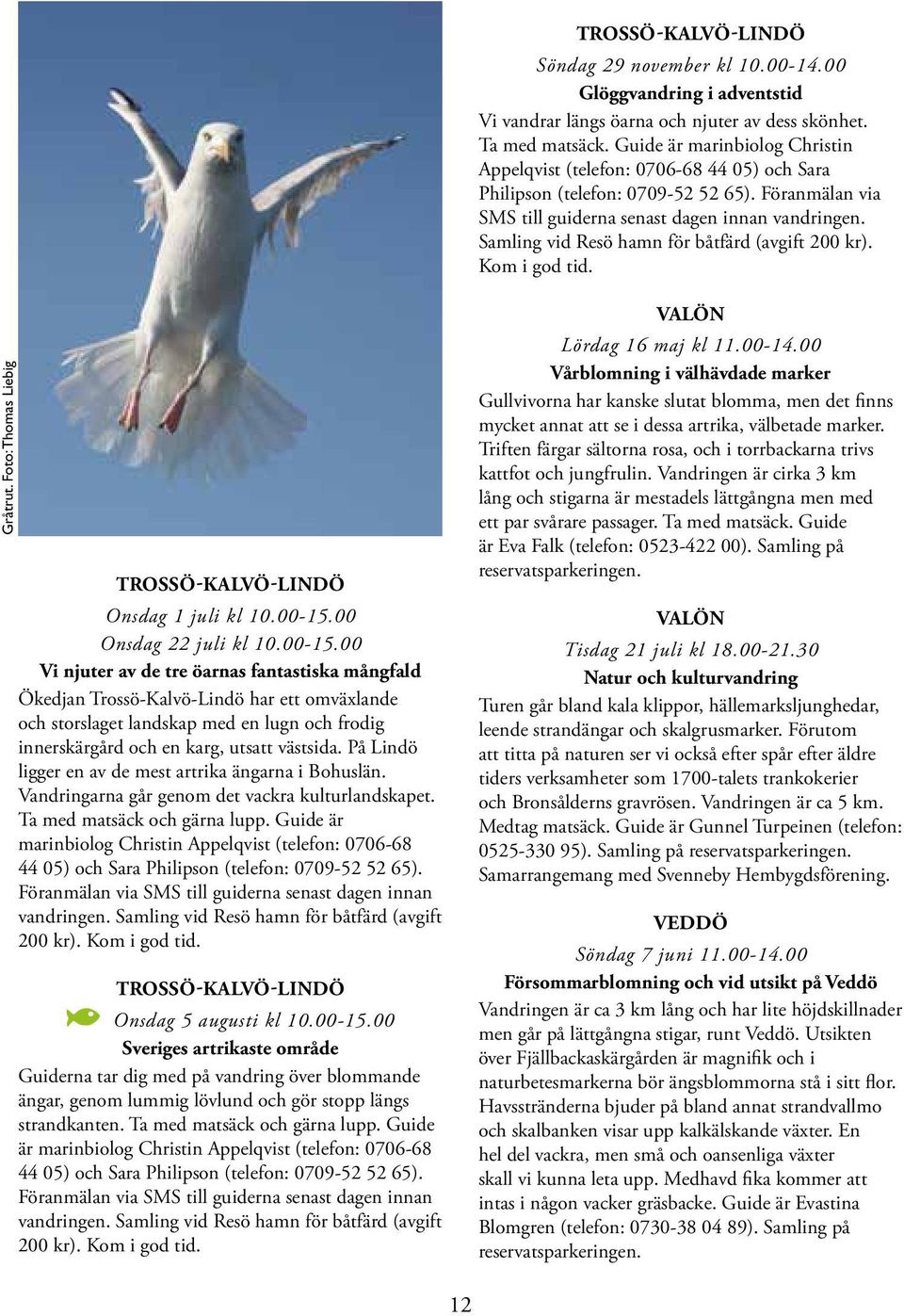 Samling vid Resö hamn för båtfärd (avgift 200 kr). Kom i god tid. Gråtrut. Foto: Thomas Liebig TROSSÖ-KALVÖ-LINDÖ Onsdag 1 juli kl 10.00-15.