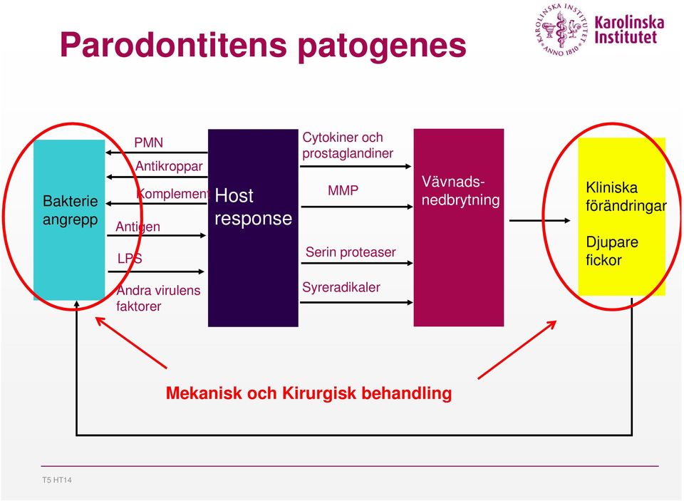 proteaser Vävnadsnedbrytning Kliniska förändringar Djupare fickor