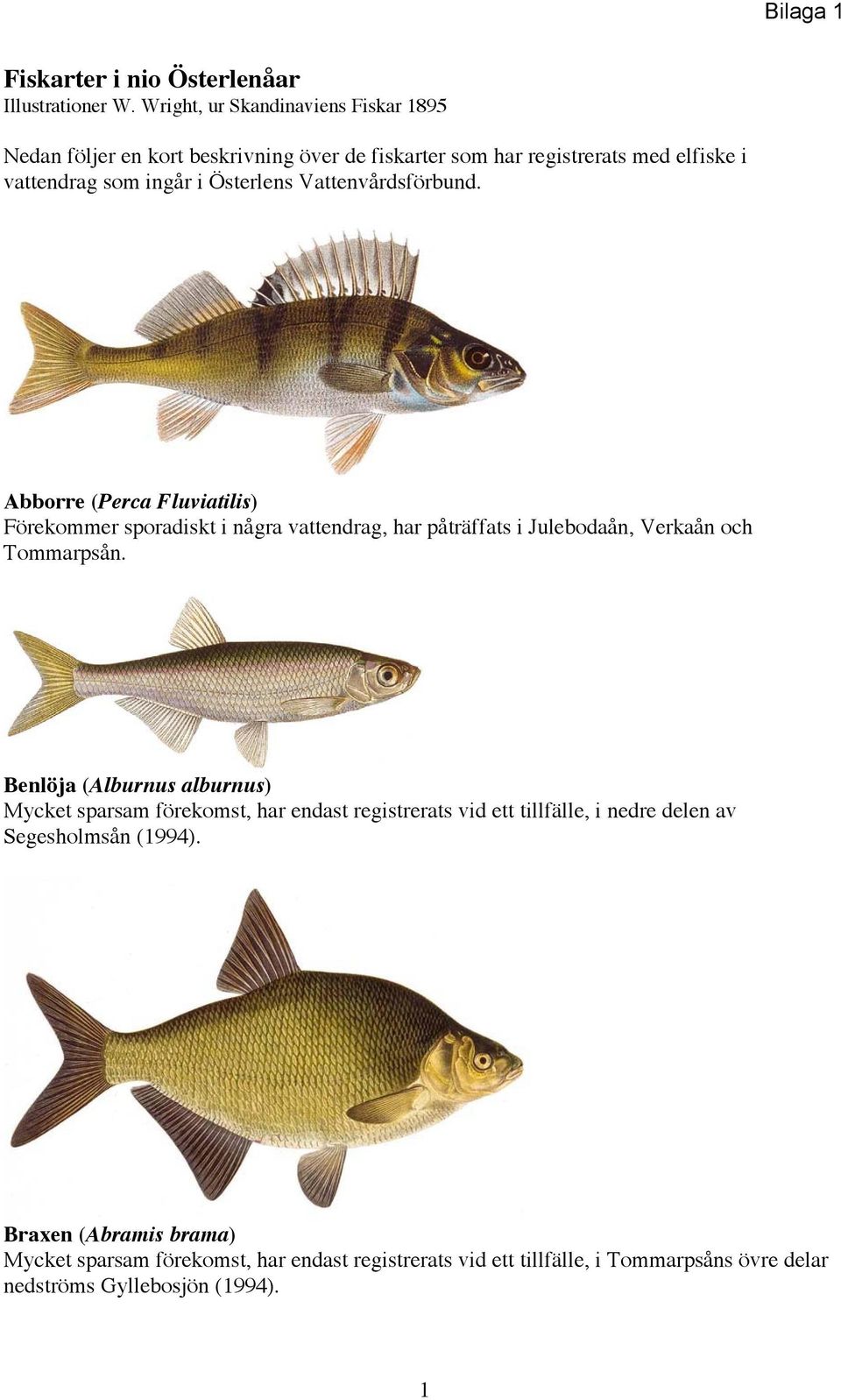 Vattenvårdsförbund. Abborre (Perca Fluviatilis) Förekommer sporadiskt i några vattendrag, har påträffats i Julebodaån, Verkaån och Tommarpsån.