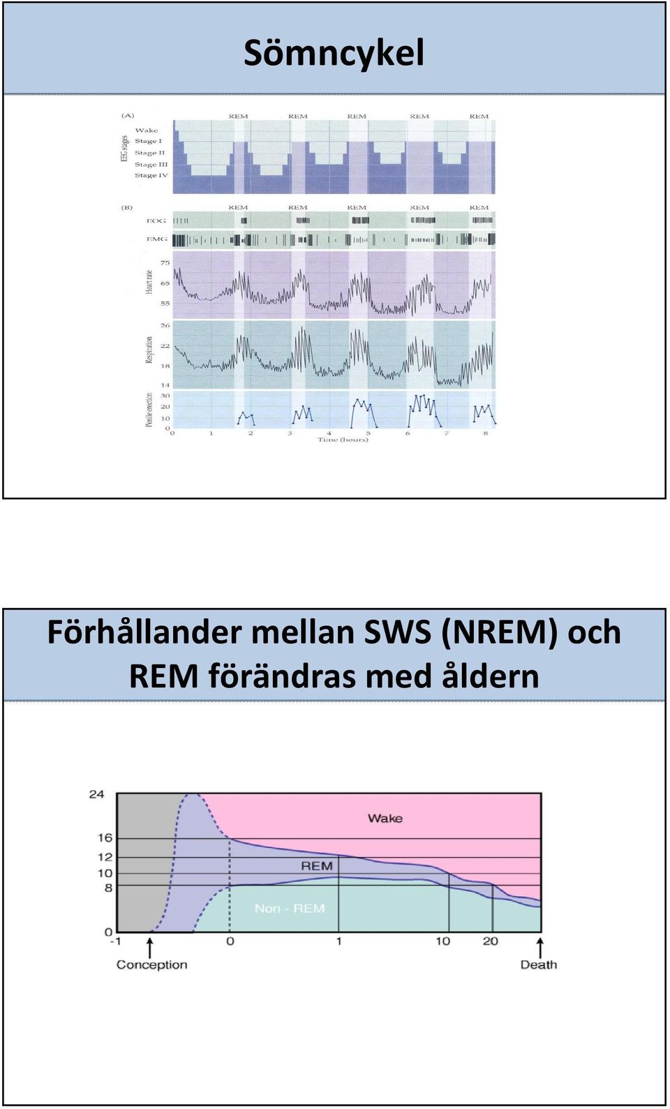 mellan SWS (NREM)