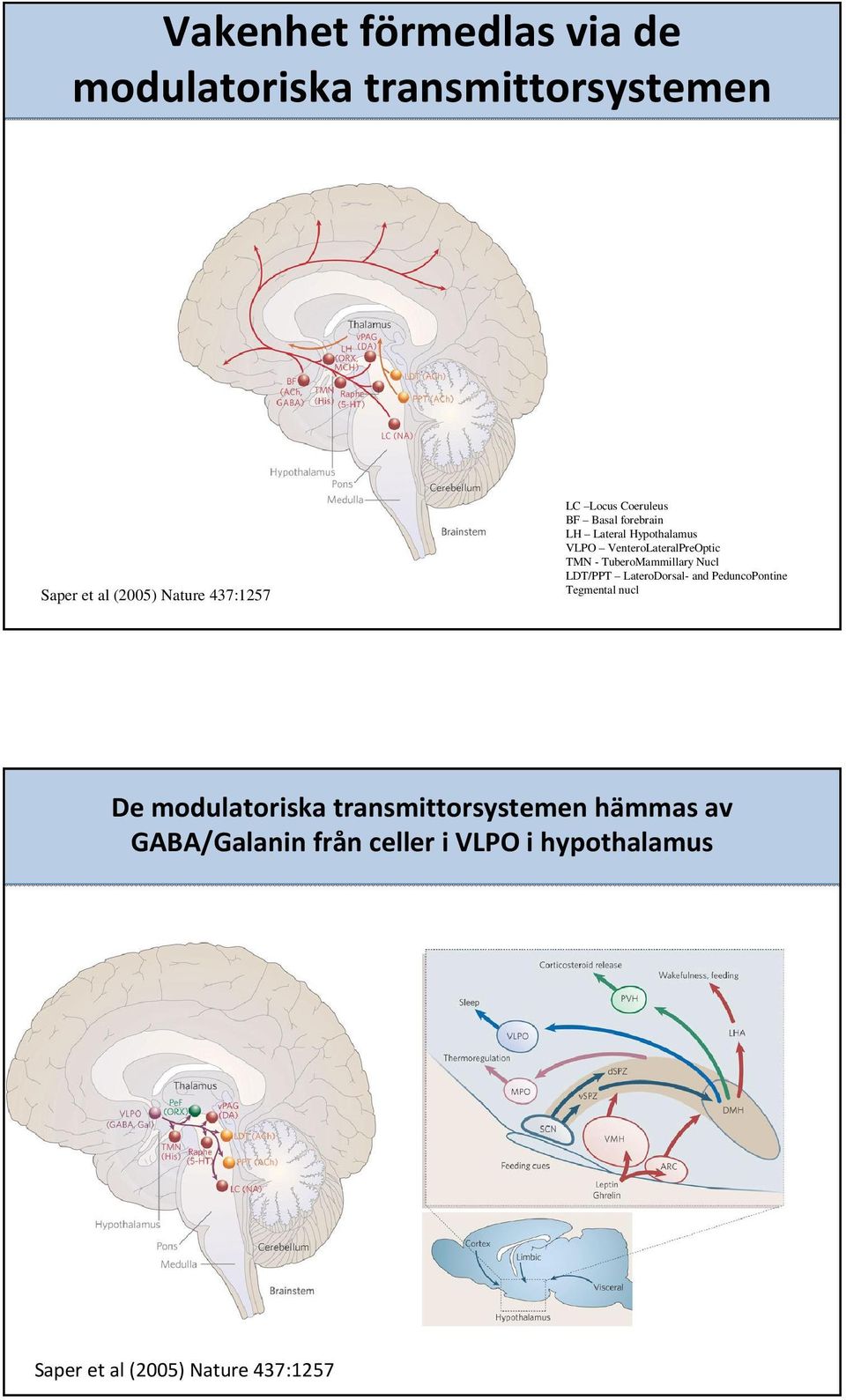 TuberoMammillary Nucl LDT/PPT LateroDorsal- and PeduncoPontine Tegmental nucl De modulatoriska