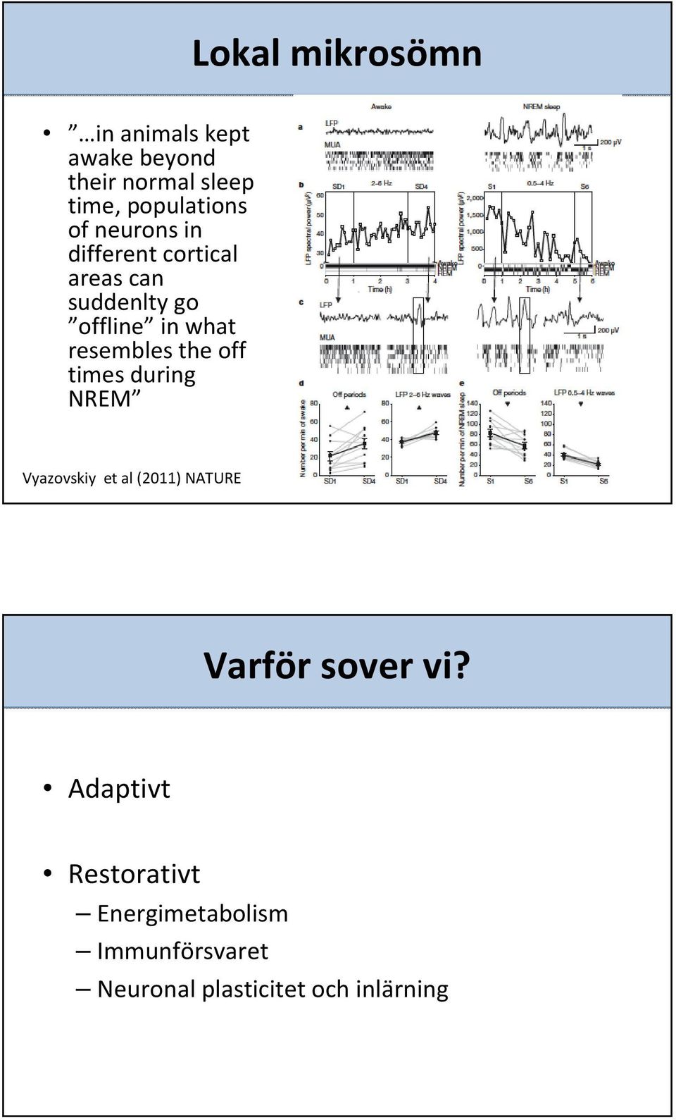 the off times during NREM Vyazovskiy et al (2011) NATURE Varför sover vi?