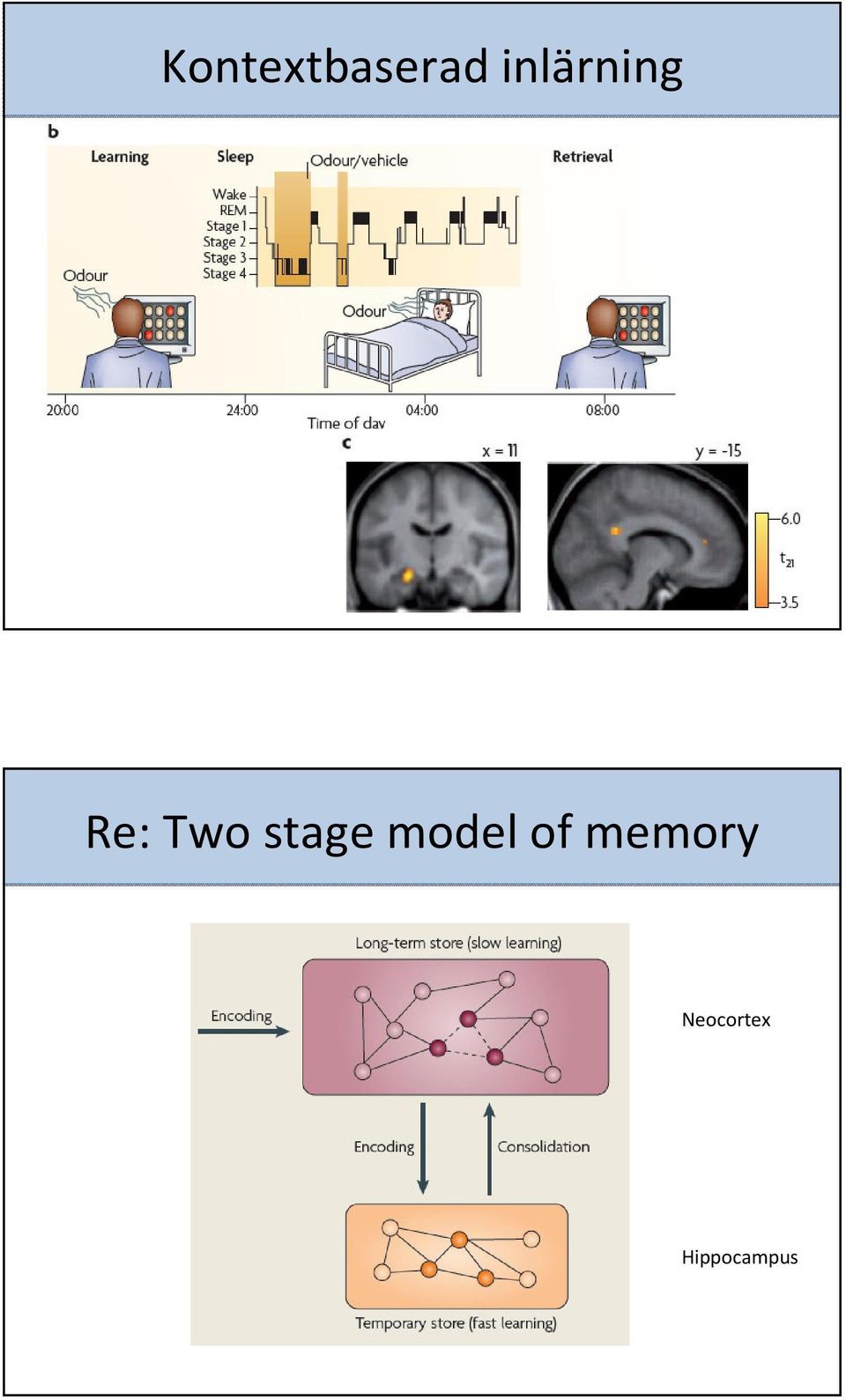 stage model of