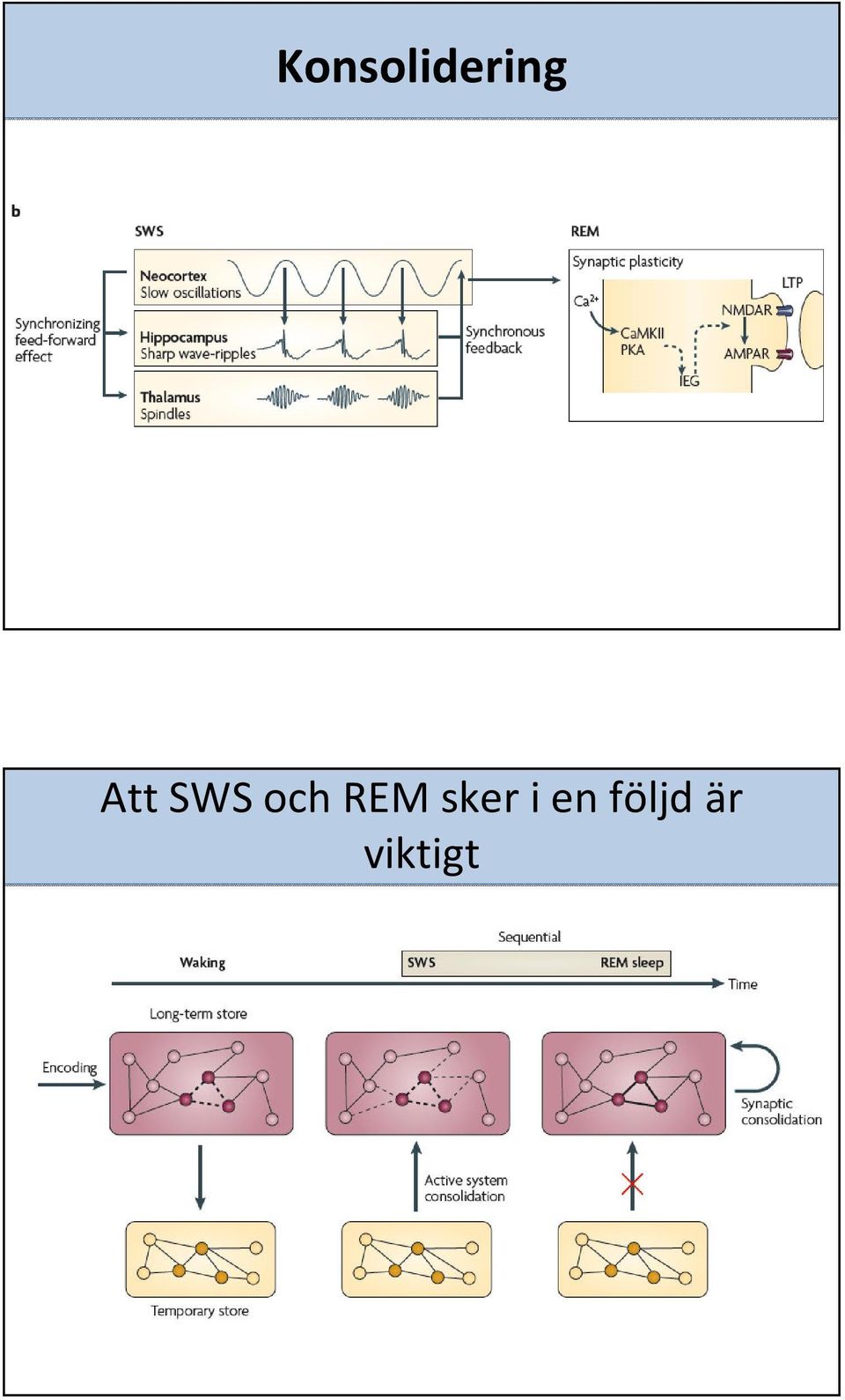 REM sker i en