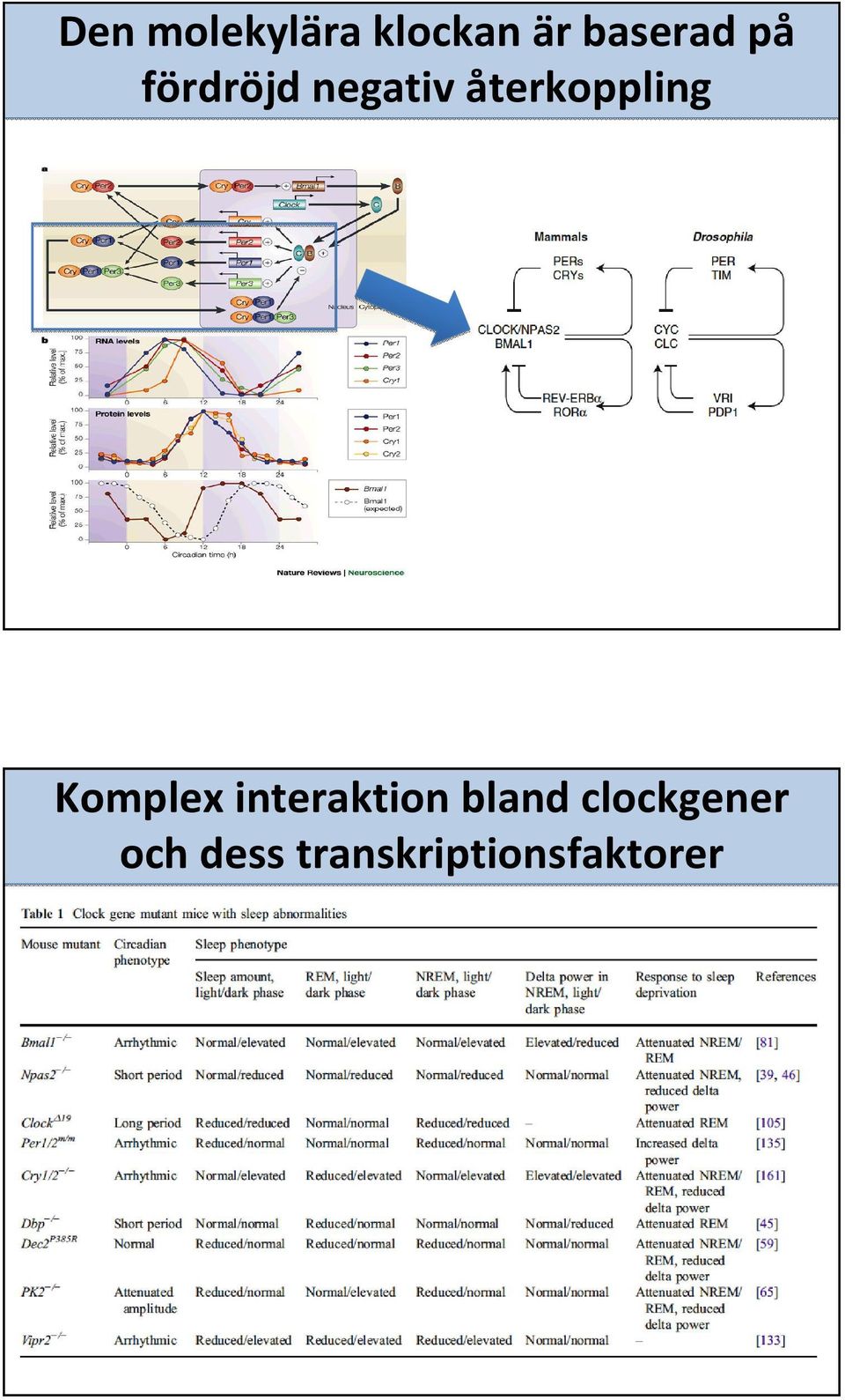 Komplex interaktion bland