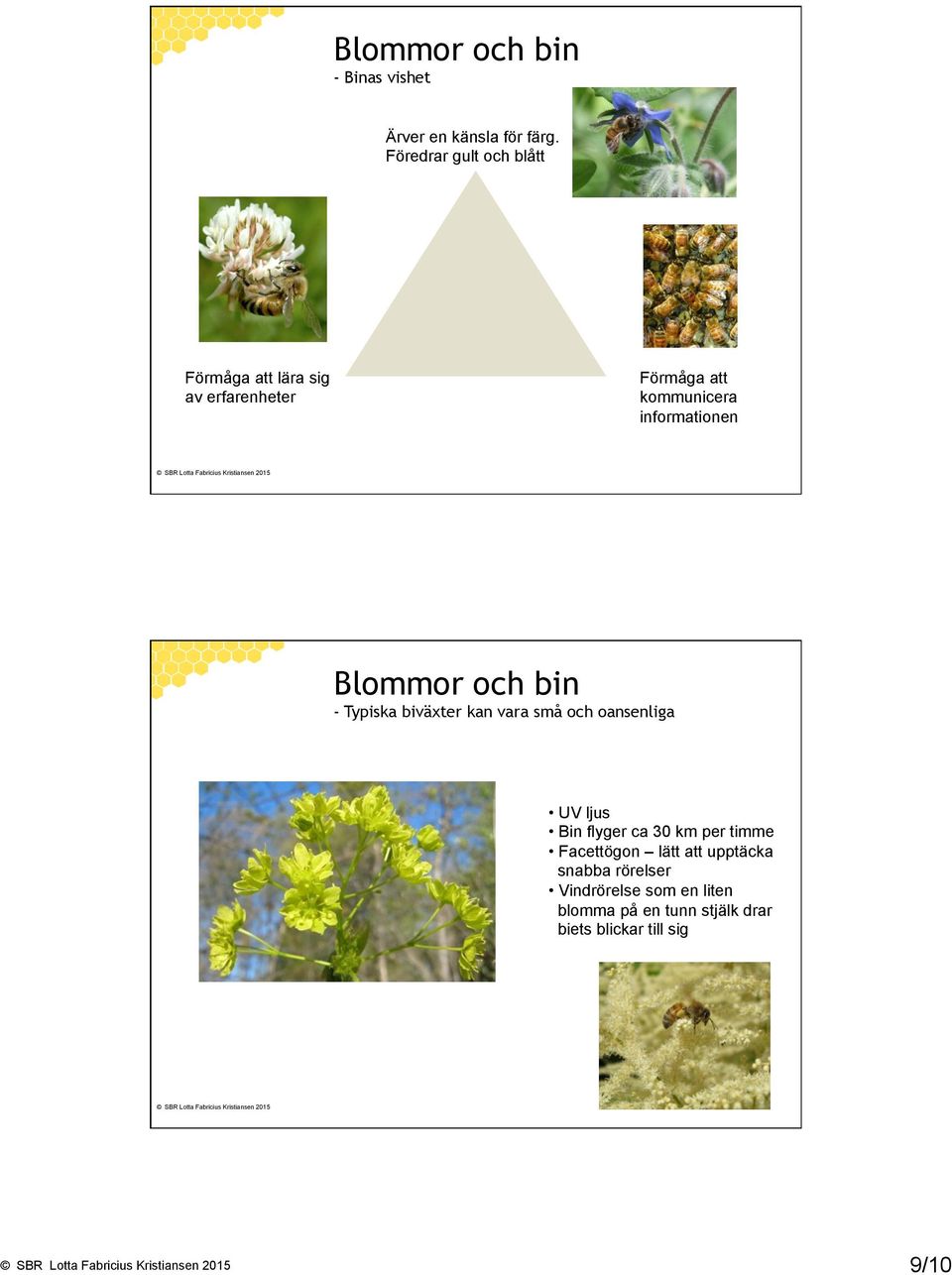 informationen Blommor och bin - Typiska biväxter kan vara små och oansenliga UV ljus Bin flyger