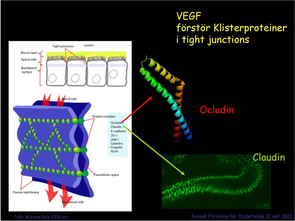 tight junctions