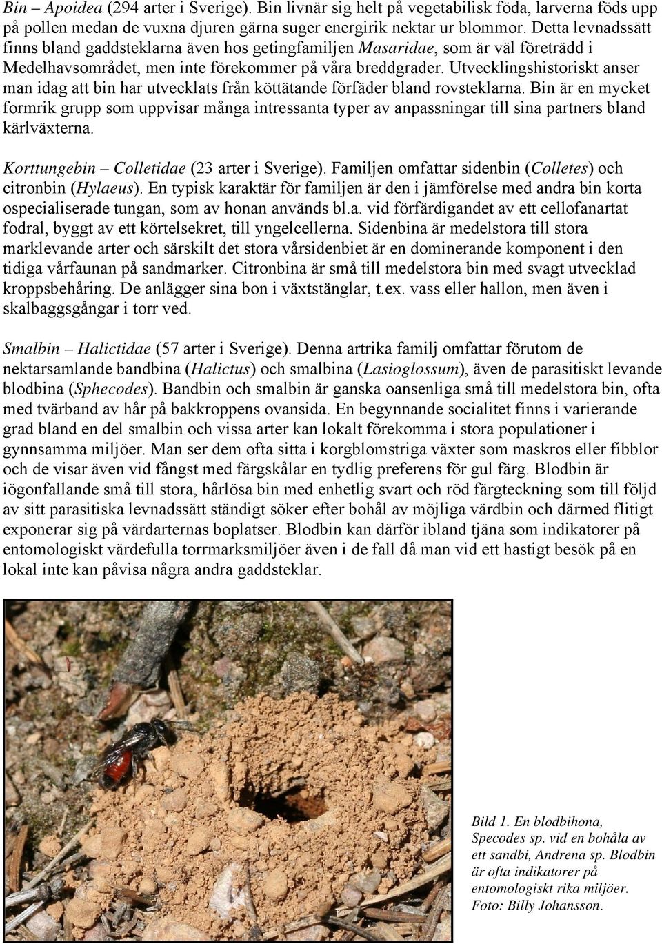 Utvecklingshistoriskt anser man idag att bin har utvecklats från köttätande förfäder bland rovsteklarna.
