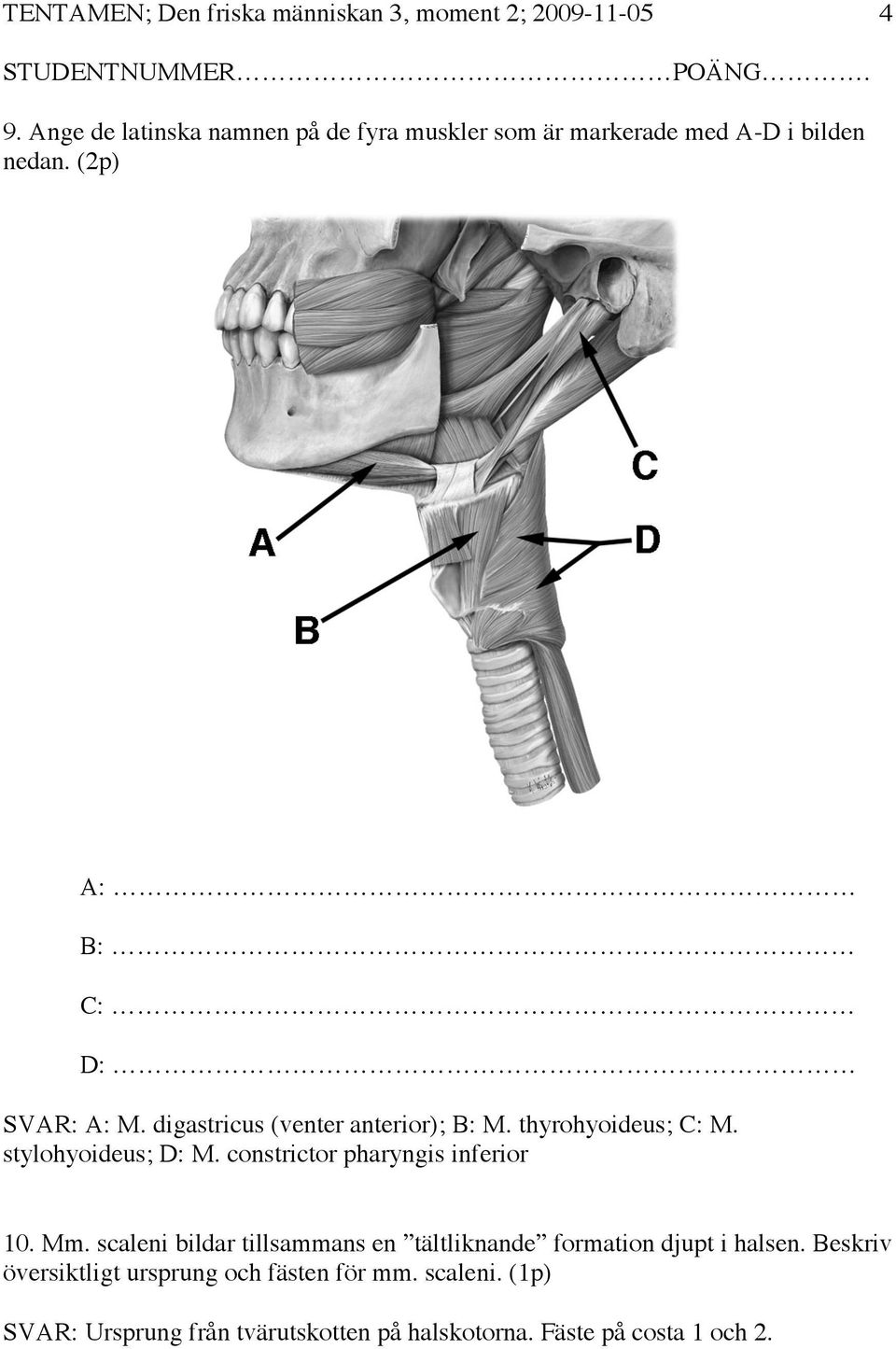 digastricus (venter anterior); B: M. thyrohyoideus; C: M. stylohyoideus; D: M. constrictor pharyngis inferior 10. Mm.