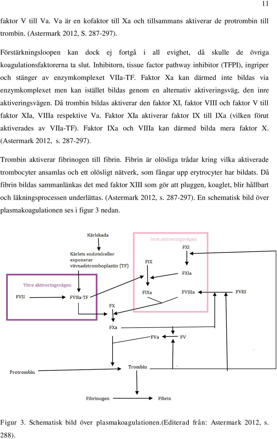 Inhibitorn, tissue factor pathway inhibitor (TFPI), ingriper och stänger av enzymkomplexet VIIa-TF.