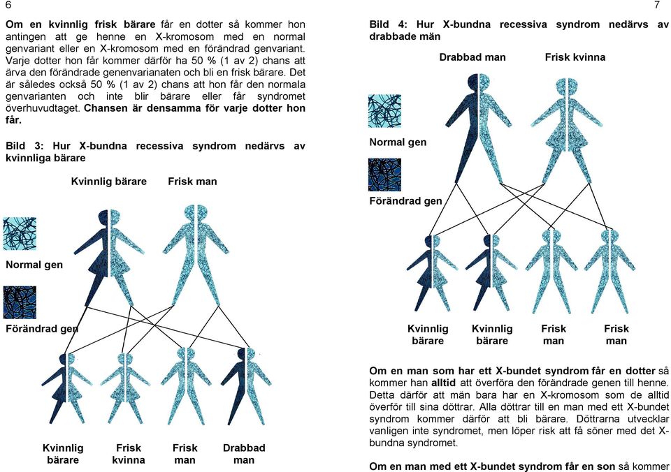 Det är således också 50 % (1 av 2) chans att hon får den normala genvarianten och inte blir bärare eller får syndromet överhuvudtaget. Chansen är densamma för varje dotter hon får.