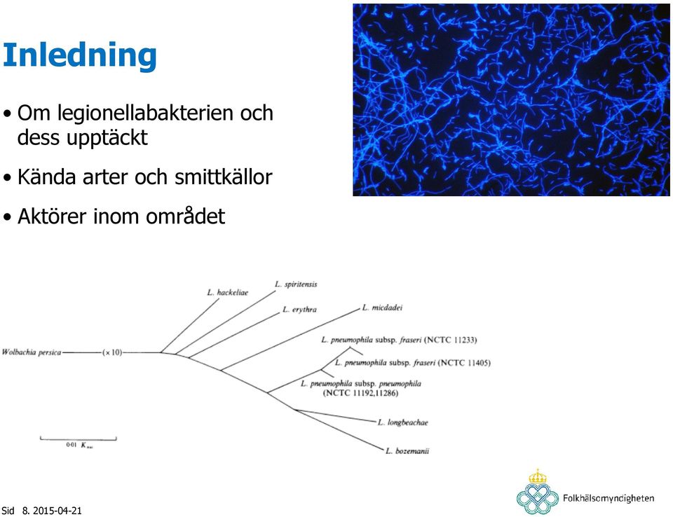 dess upptäckt Kända arter