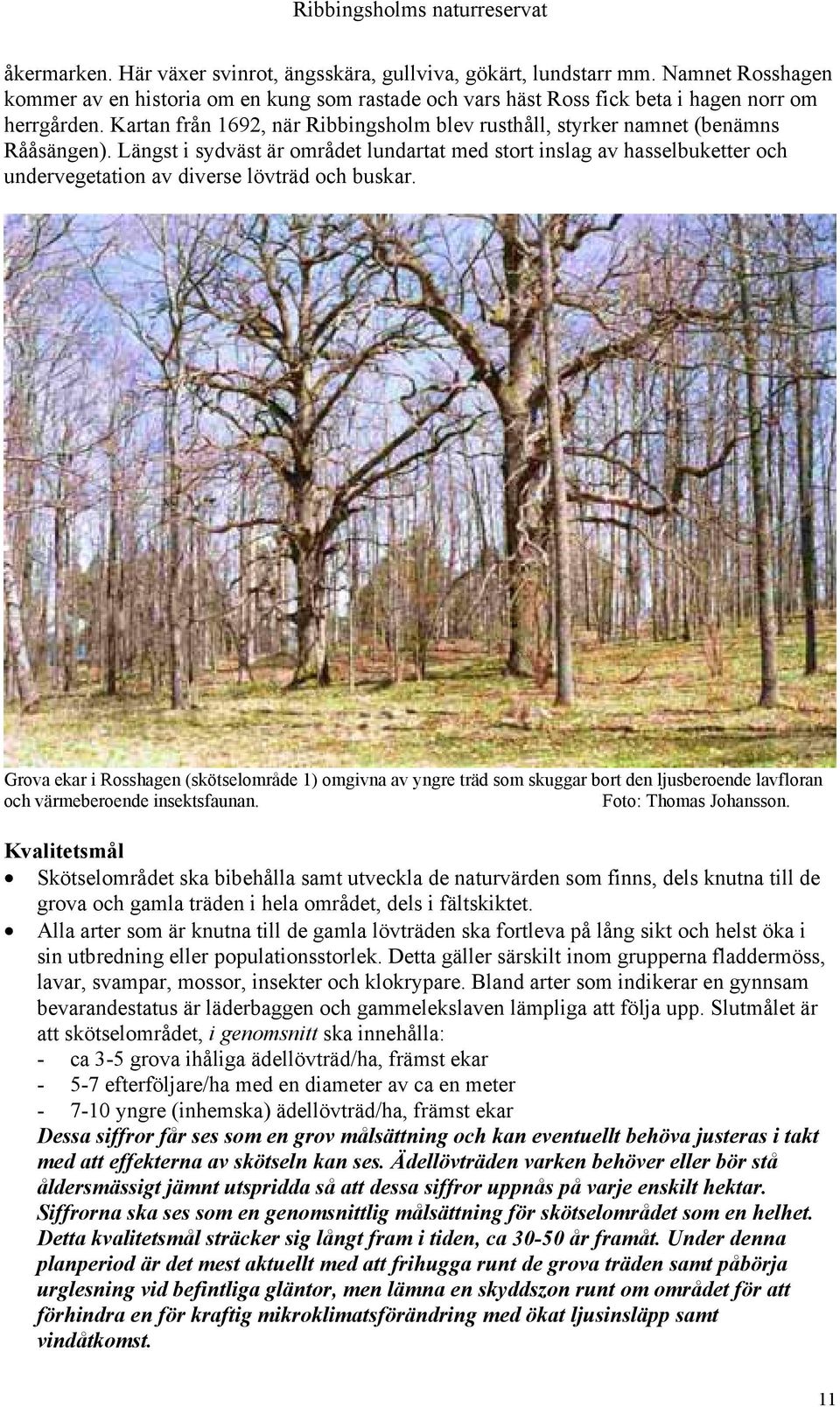 Längst i sydväst är området lundartat med stort inslag av hasselbuketter och undervegetation av diverse lövträd och buskar.