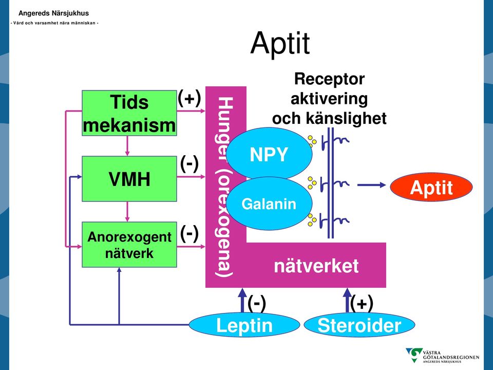 Galanin Receptor aktivering och