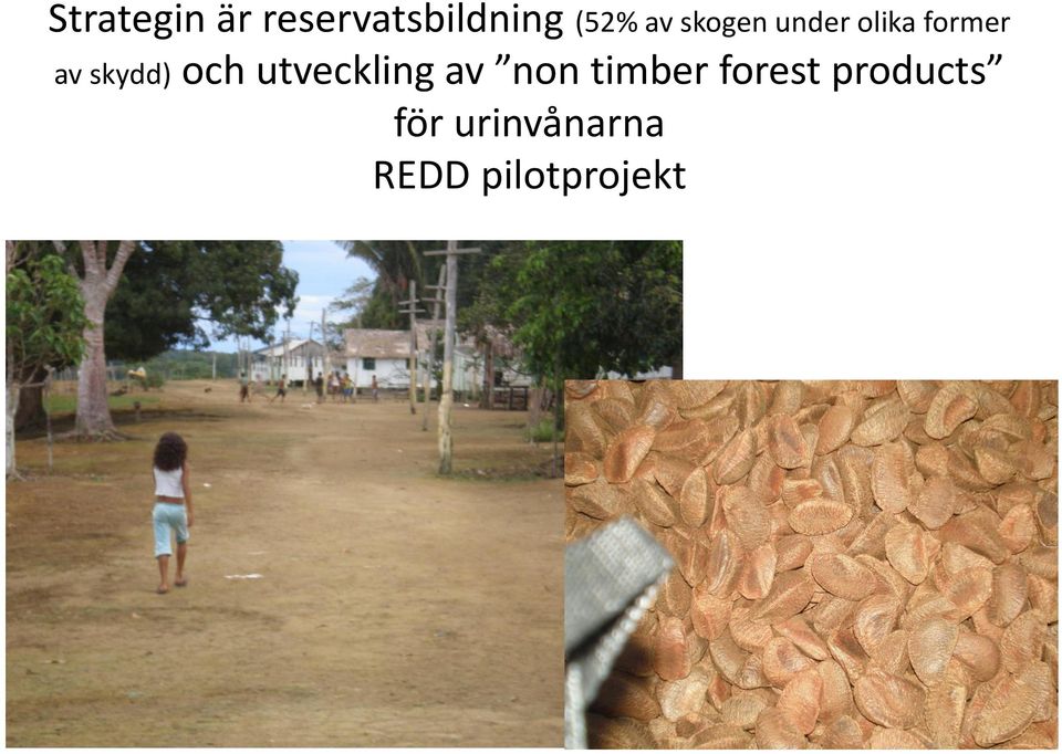 och utveckling av non timber forest