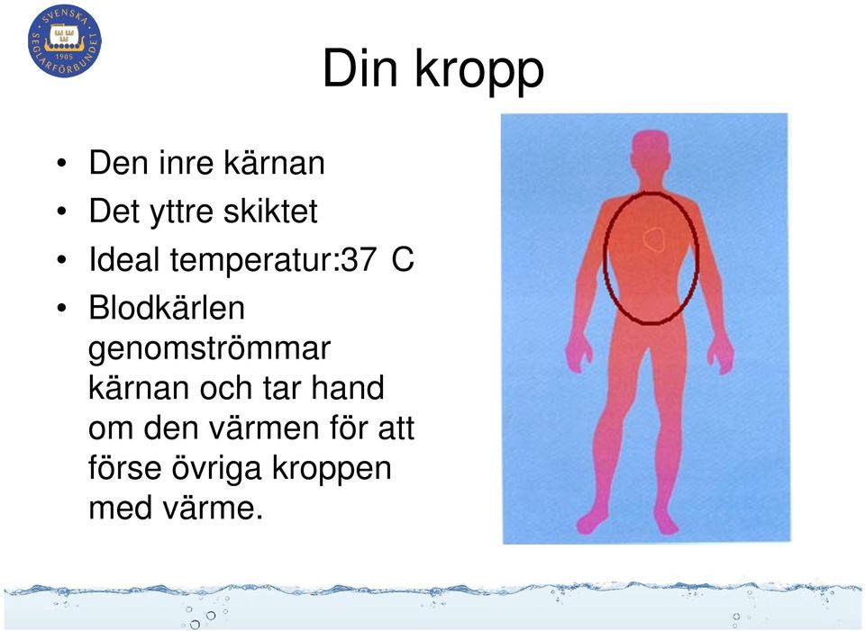 genomströmmar kärnan och tar hand om den