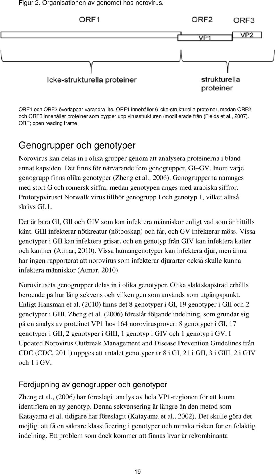 Genogrupper och genotyper Norovirus kan delas in i olika grupper genom att analysera proteinerna i bland annat kapsiden. Det finns för närvarande fem genogrupper, GI GV.