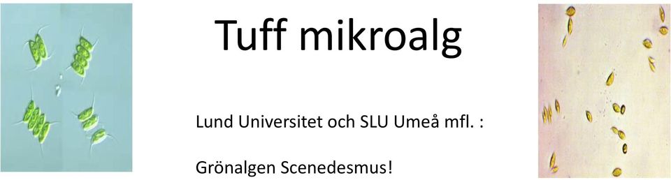 SLU Umeå mfl.