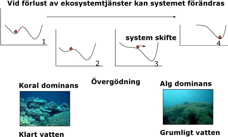 2 3 Koral dominans Övergödning Alg