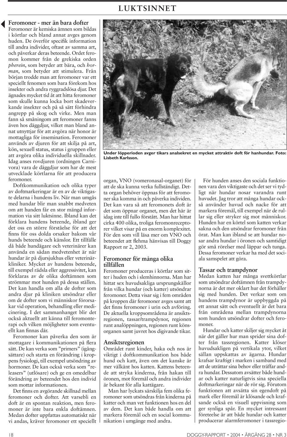 Ordet feromon kommer från de grekiska orden pherein, som betyder att bära, och horman, som betyder att stimulera.