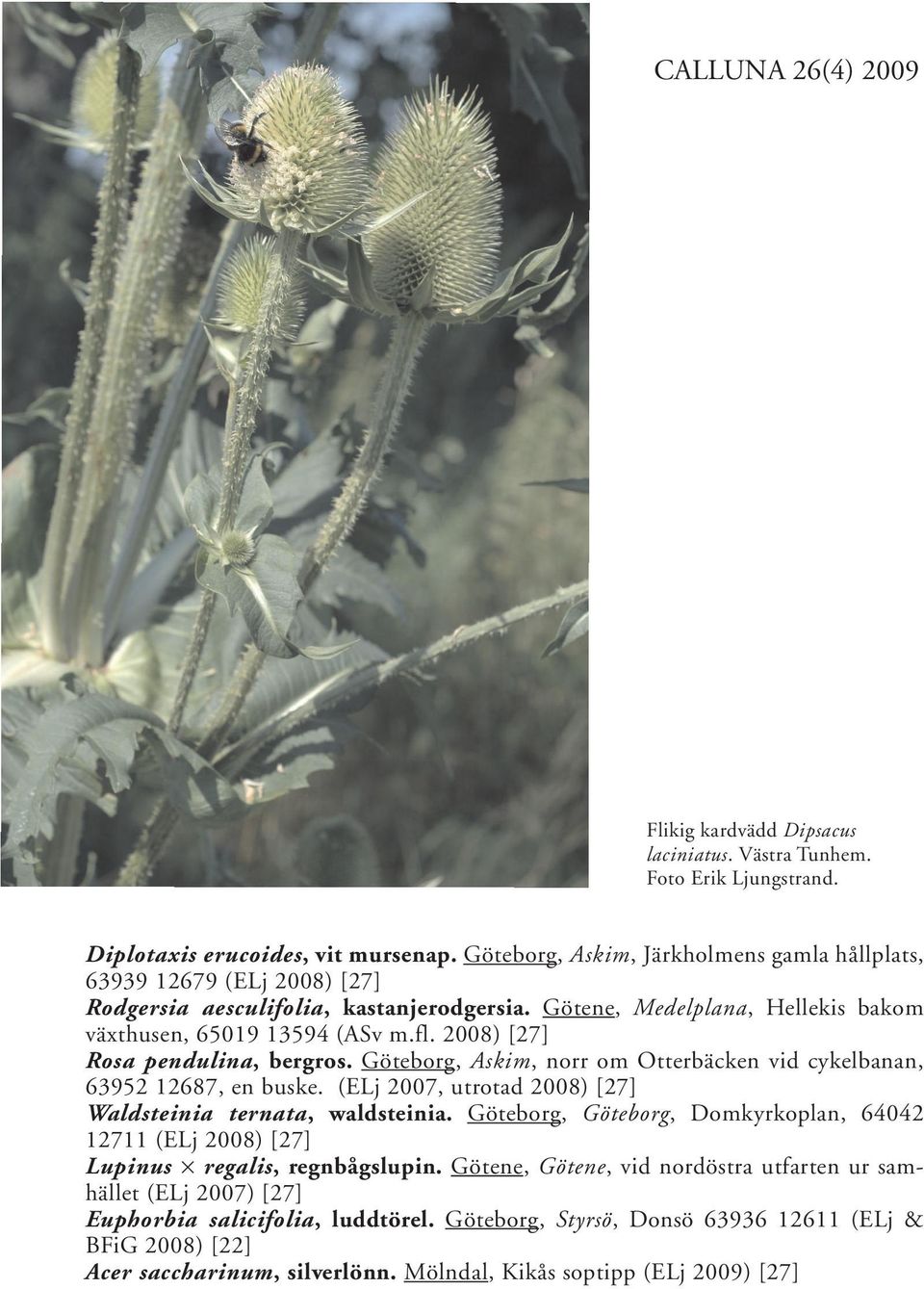 2008) [27] Rosa pendulina, bergros. Göteborg, Askim, norr om Otterbäcken vid cykelbanan, 63952 12687, en buske. (ELj 2007, utrotad 2008) [27] Waldsteinia ternata, waldsteinia.