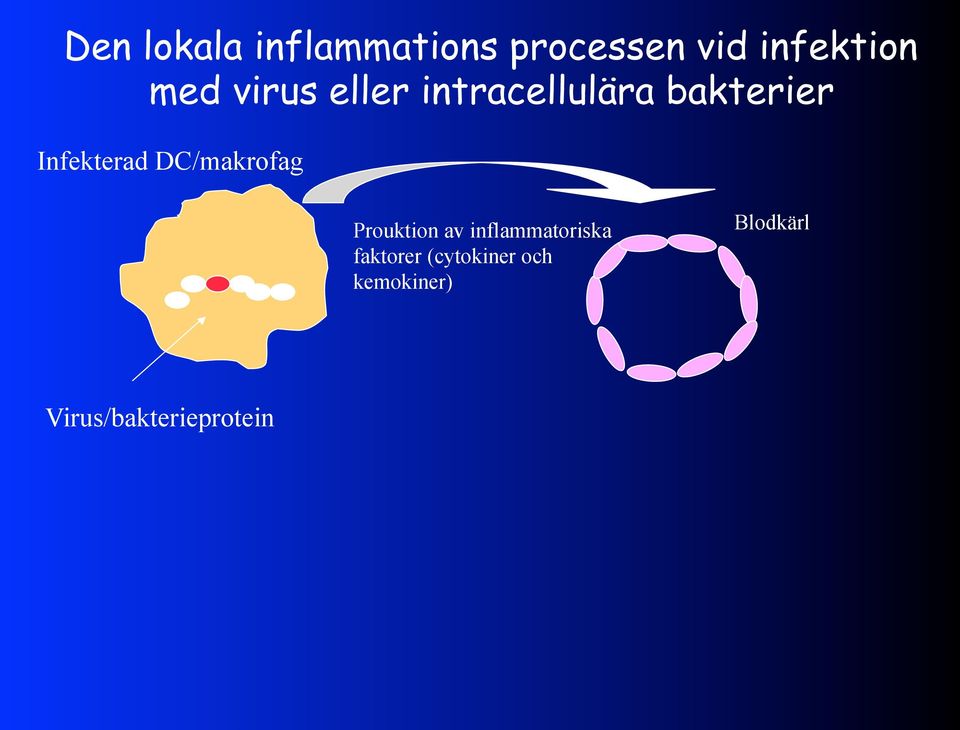 DC/makrofag Prouktion av inflammatoriska faktorer