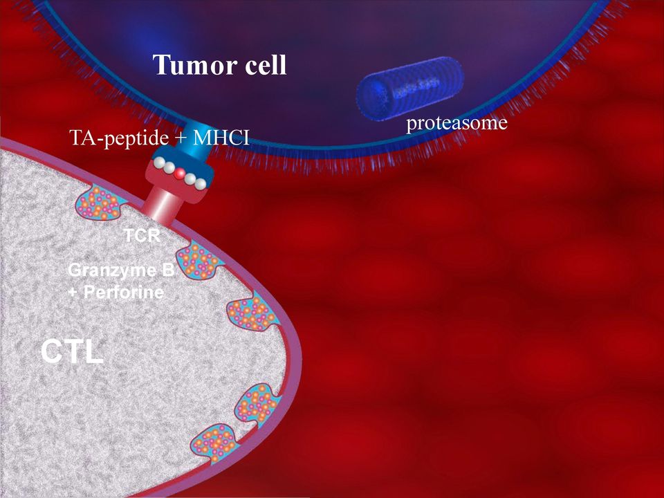 proteasome TCR