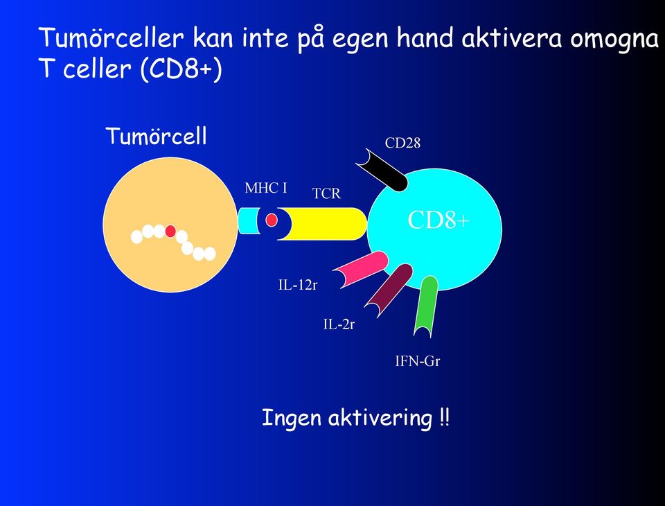 Tumörcell CD28 MHC I TCR CD8+