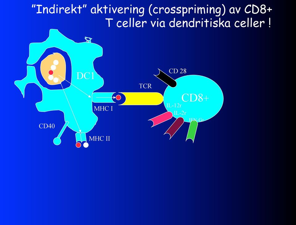 via dendritiska celler!