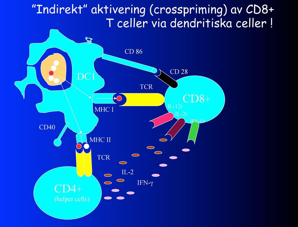 CD 86 CD40 DC1 MHC I TCR CD 28 IL-12r IL-2r