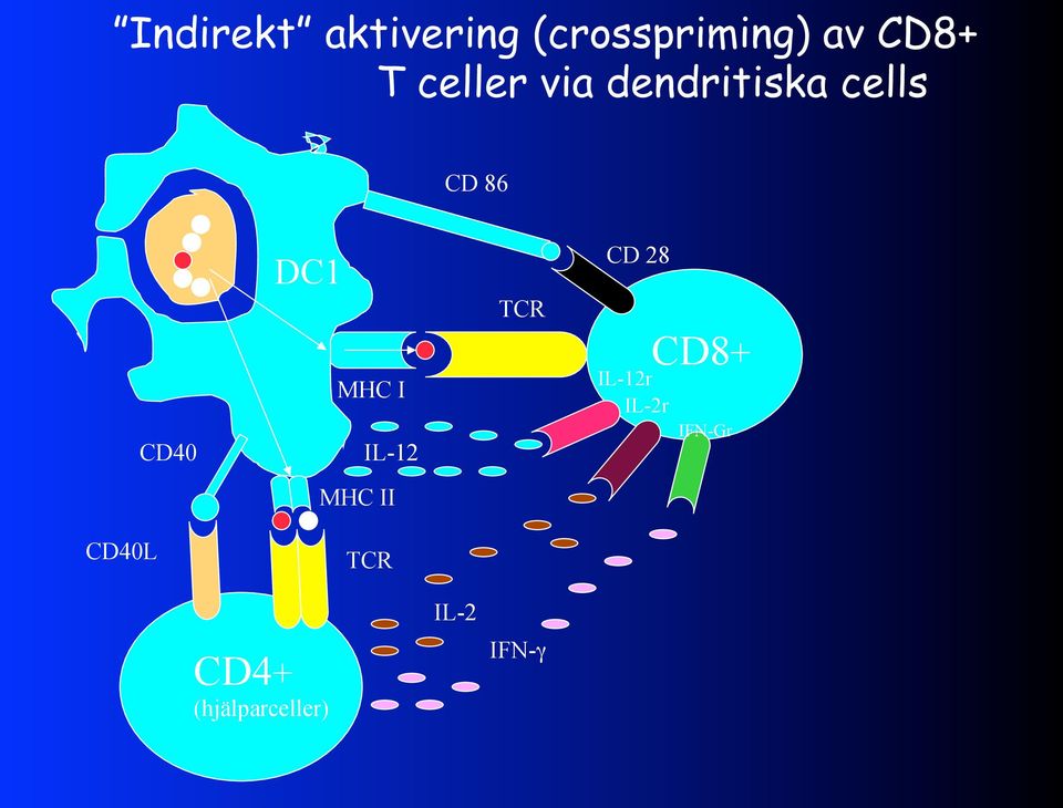 MHC I IL-12 TCR CD 28 IL-12r IL-2r CD8+