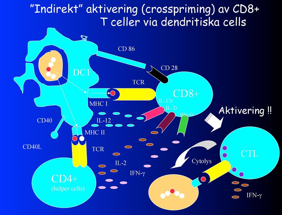 CD 28 IL-12r IL-2r CD8+ IFN-Gr Aktivering!