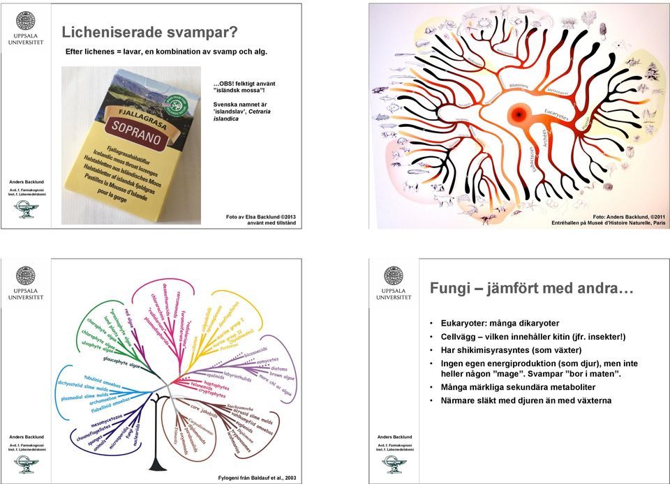 , 2003 Entréhallen påfylogeni Museé d Histoire aturelle, Paris Fungi jämfört med andra Eukaryoter: många dikaryoter Cellvägg vilken innehåller kitin (jfr.
