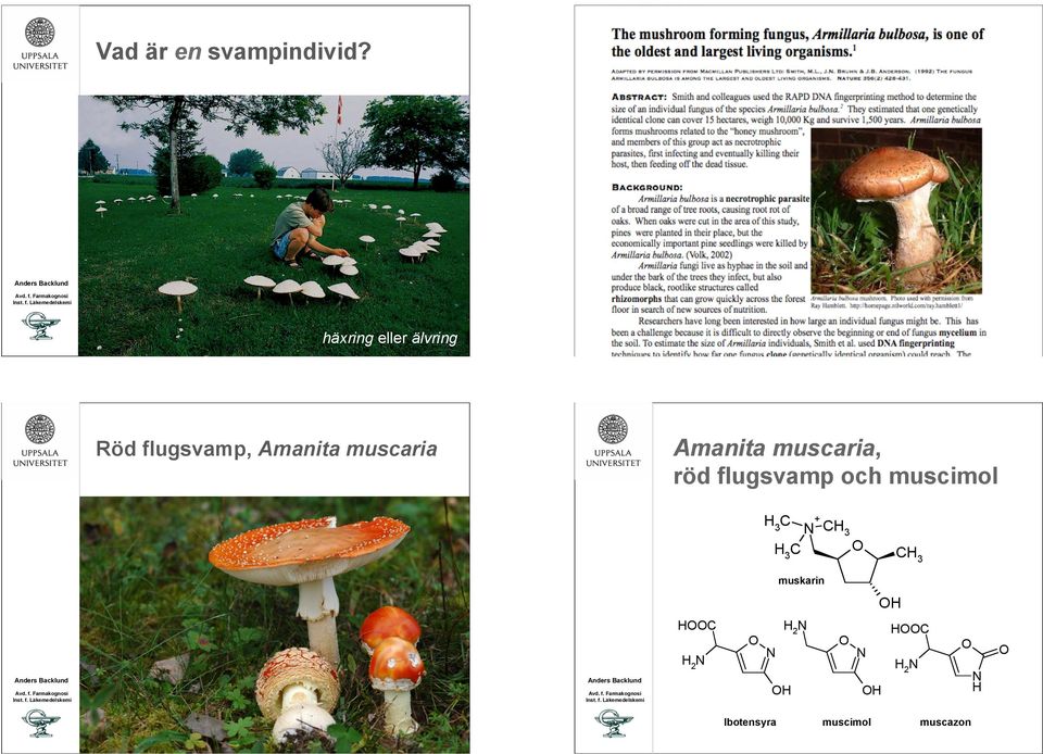 flugsvamp och muscimol Röd flugsvamp, Amanita