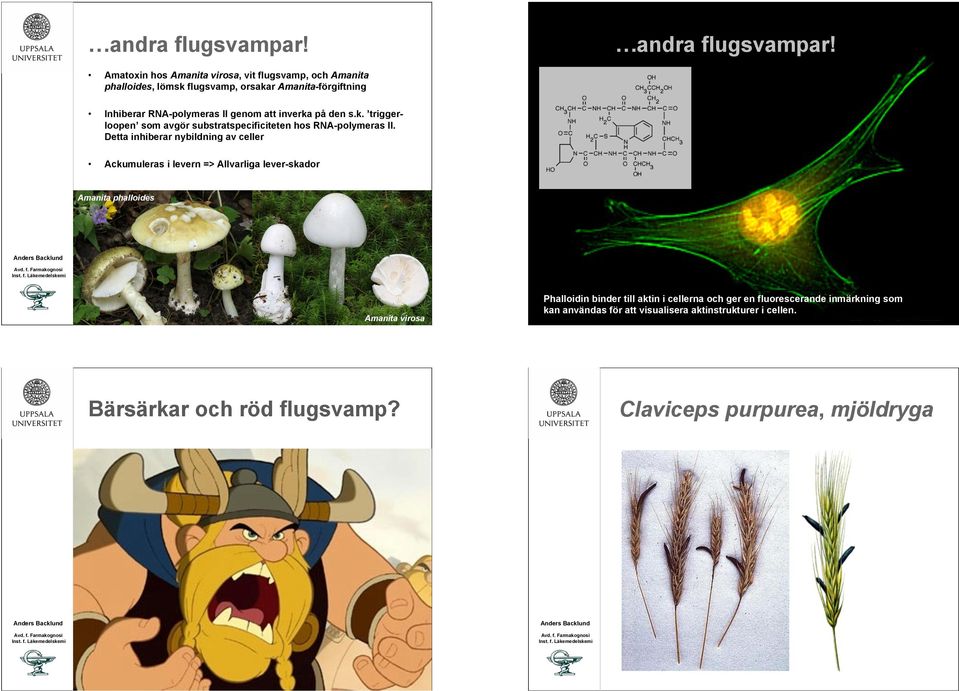 att inverka på den s.k. triggerloopen som avgör substratspecificiteten hos RA-polymeras II.