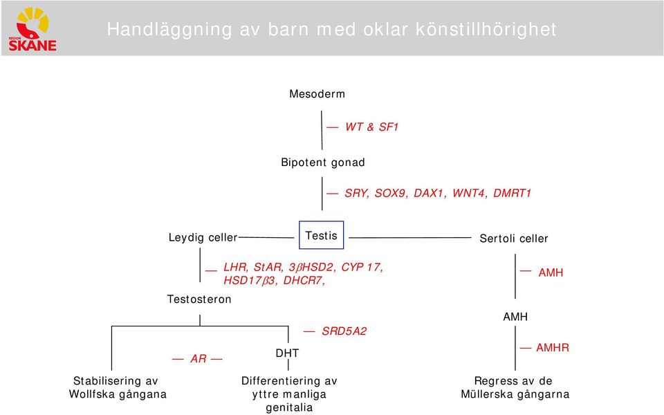 17, HSD17β3, DHCR7, DHT SRD5A2 AMH AMH AMHR Stabilisering av Wollfska