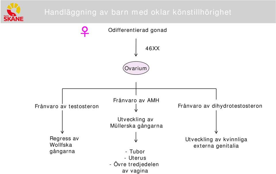 Müllerska -Tubor -Uterus - Övre tredjedelen av