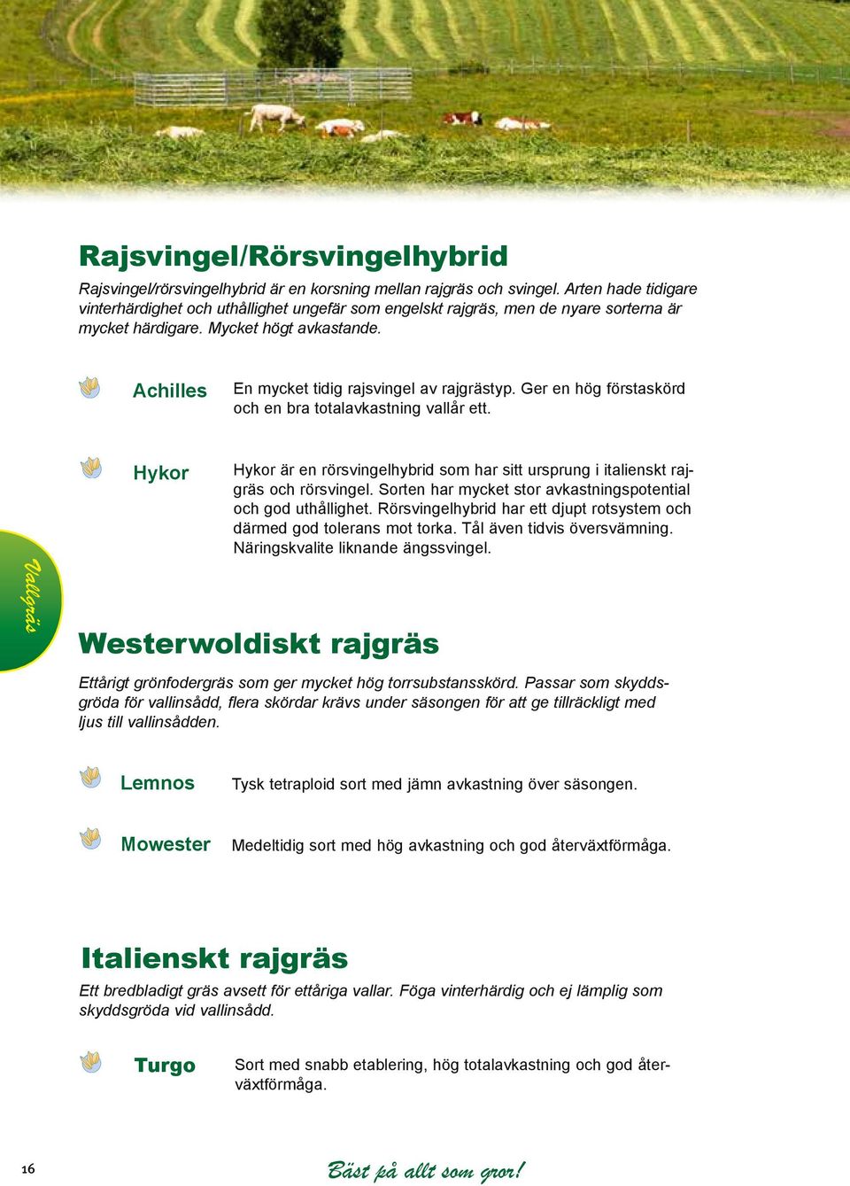 Ger en hög förstaskörd och en bra totalavkastning vallår ett. Hykor Hykor är en rörsvingelhybrid som har sitt ursprung i italienskt rajgräs och rörsvingel.