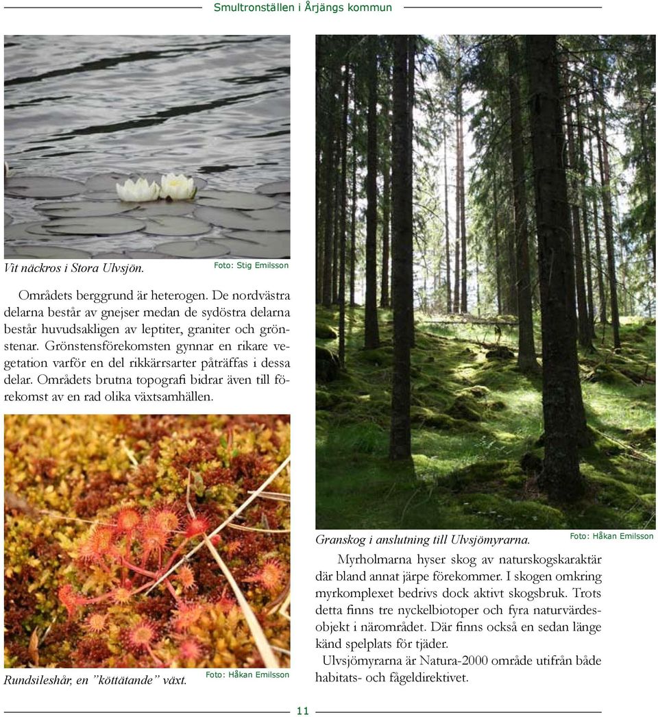 växtsamhällen Rundsileshår, en köttätande växt Foto: Håkan Emilsson Granskog i anslutning till Ulvsjömyrarna Myrholmarna hyser skog av naturskogskaraktär där bland annat järpe förekommer I skogen