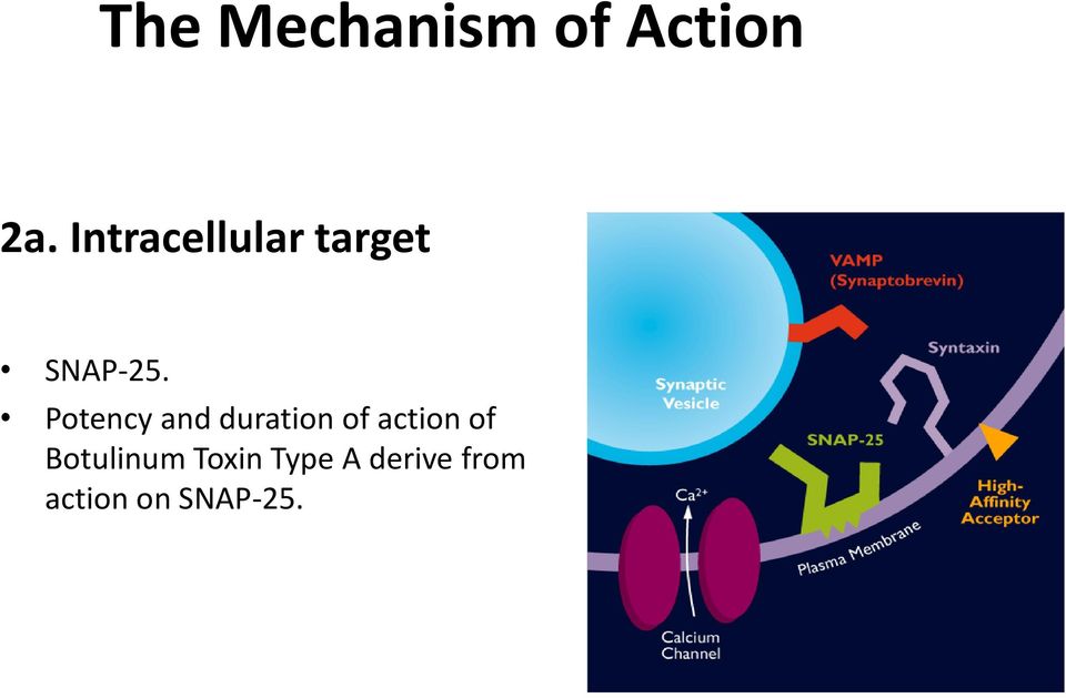 Potency and duration of action of