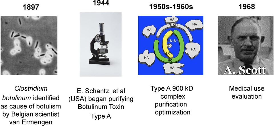 Schantz, et al (USA) began purifying Botulinum Toxin Type A