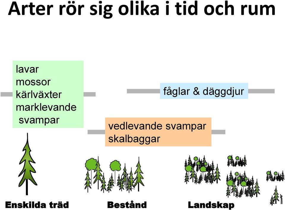 svampar fåglar & däggdjur vedlevande