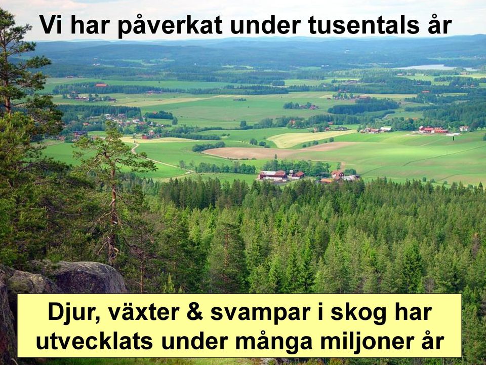 svampar 1500 i skog2000har