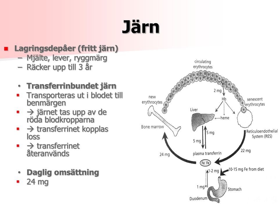 till benmärgen järnet tas upp av de röda blodkropparna