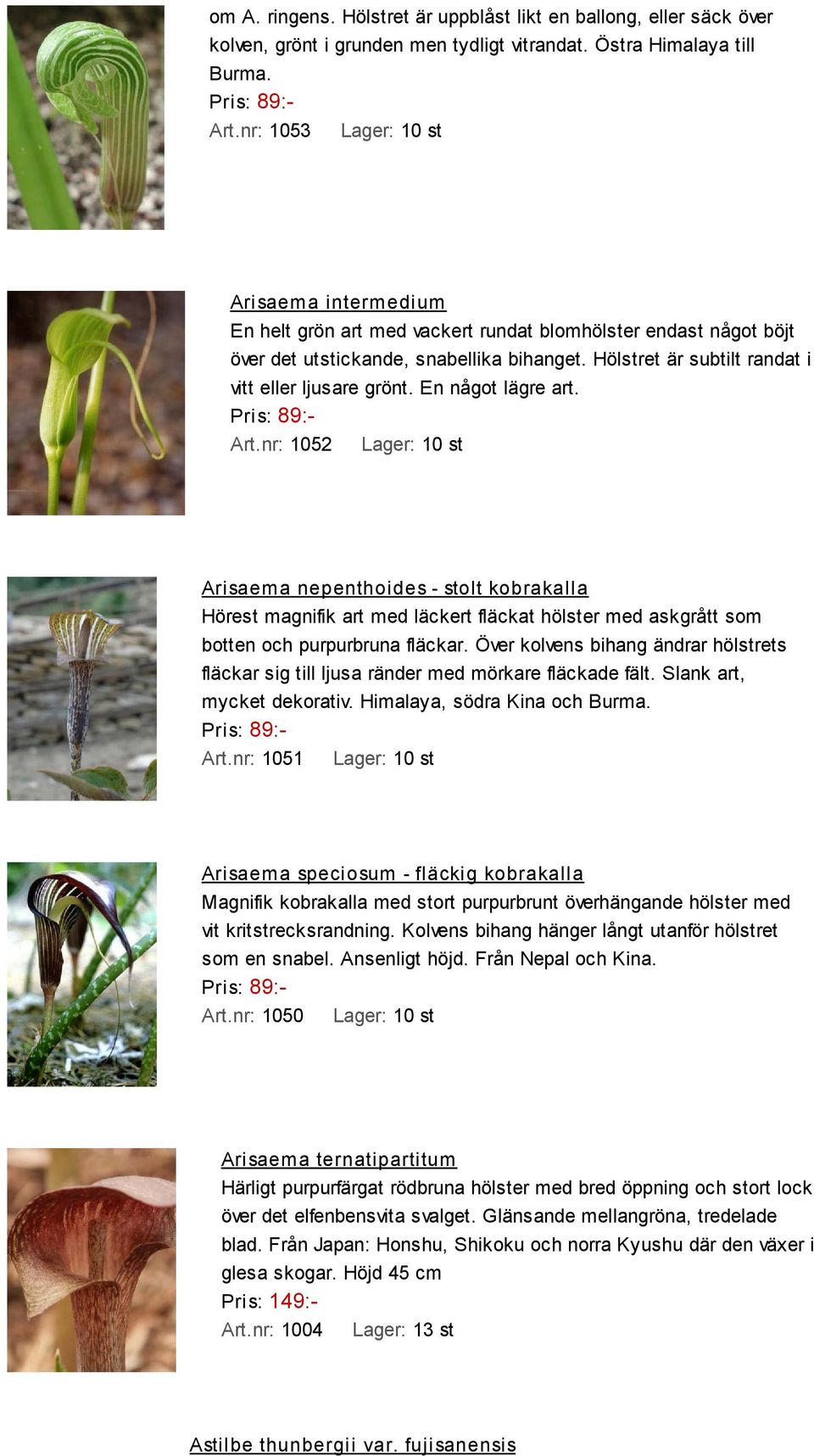 En något lägre art. Pris: 89:- Art.nr: 1052 Arisaema nepenthoides - stolt kobrakalla Hörest magnifik art med läckert fläckat hölster med askgrått som botten och purpurbruna fläckar.