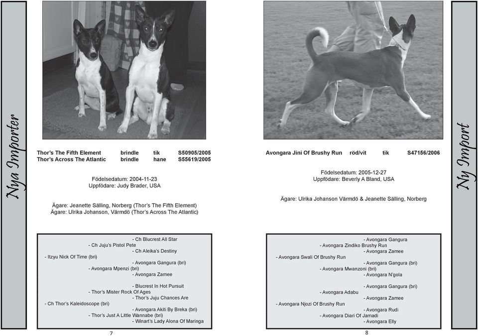 Värmdö & Jeanette Sälling, Norberg - Ch Blucrest All Star - Ch Juju s Pistol Pete - Ch Aleika s Destiny - Itzyu Nick Of Time (bri) - Avongara Gangura (bri) - Avongara Mpenzi (bri) - Avongara Zamee -