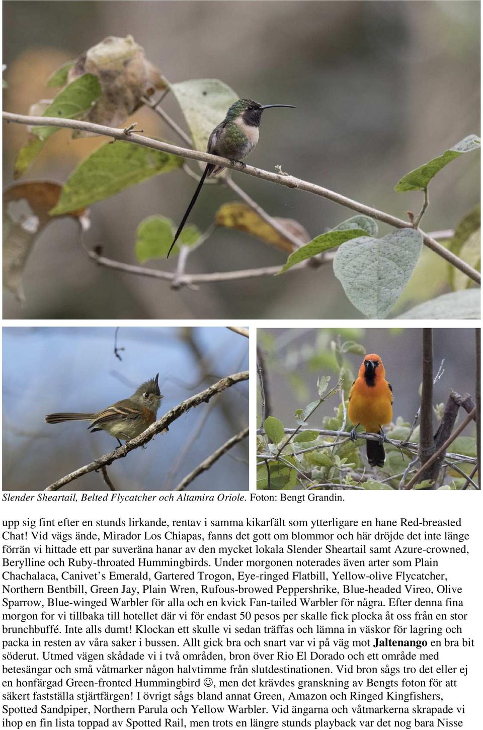 Berylline och Ruby-throated Hummingbirds.