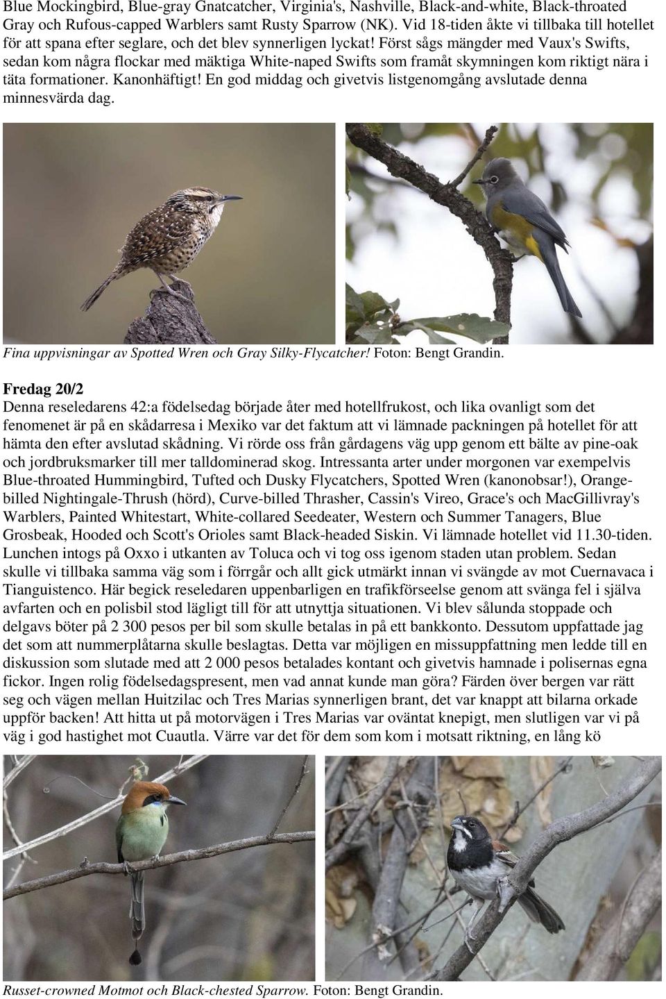 Först sågs mängder med Vaux's Swifts, sedan kom några flockar med mäktiga White-naped Swifts som framåt skymningen kom riktigt nära i täta formationer. Kanonhäftigt!